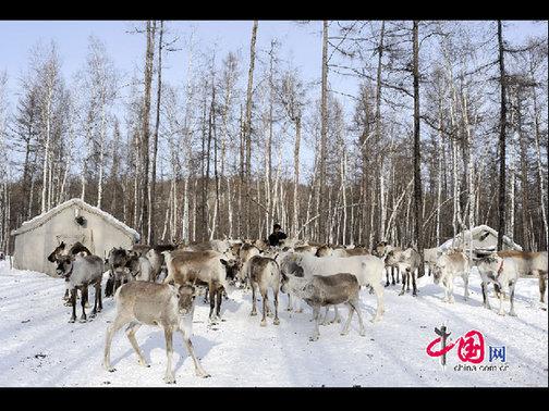 “鄂溫克”是民族自稱，意為“住在大山林中的人們”，人口少而分布廣。走進(jìn)大森林的這部分鄂溫克人被稱為“雅庫(kù)特”，或者使鹿鄂溫克。這是目前世界上唯一一個(gè)使用馴鹿的民族，代表著一種獨(dú)特的文化現(xiàn)象——馴鹿文化（又稱狩獵文化）。天高攝影