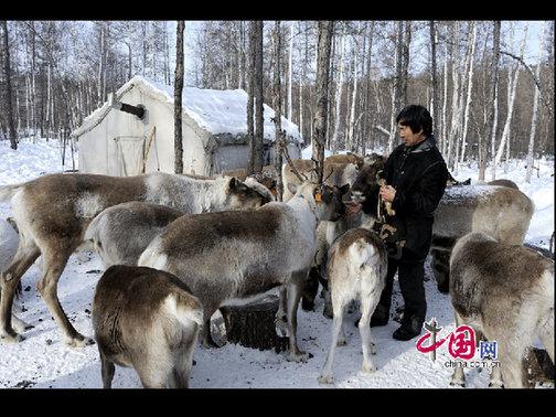 考騰寶正在給馴鹿喂喂鹽，這樣馴鹿才更聽(tīng)話。天高攝影