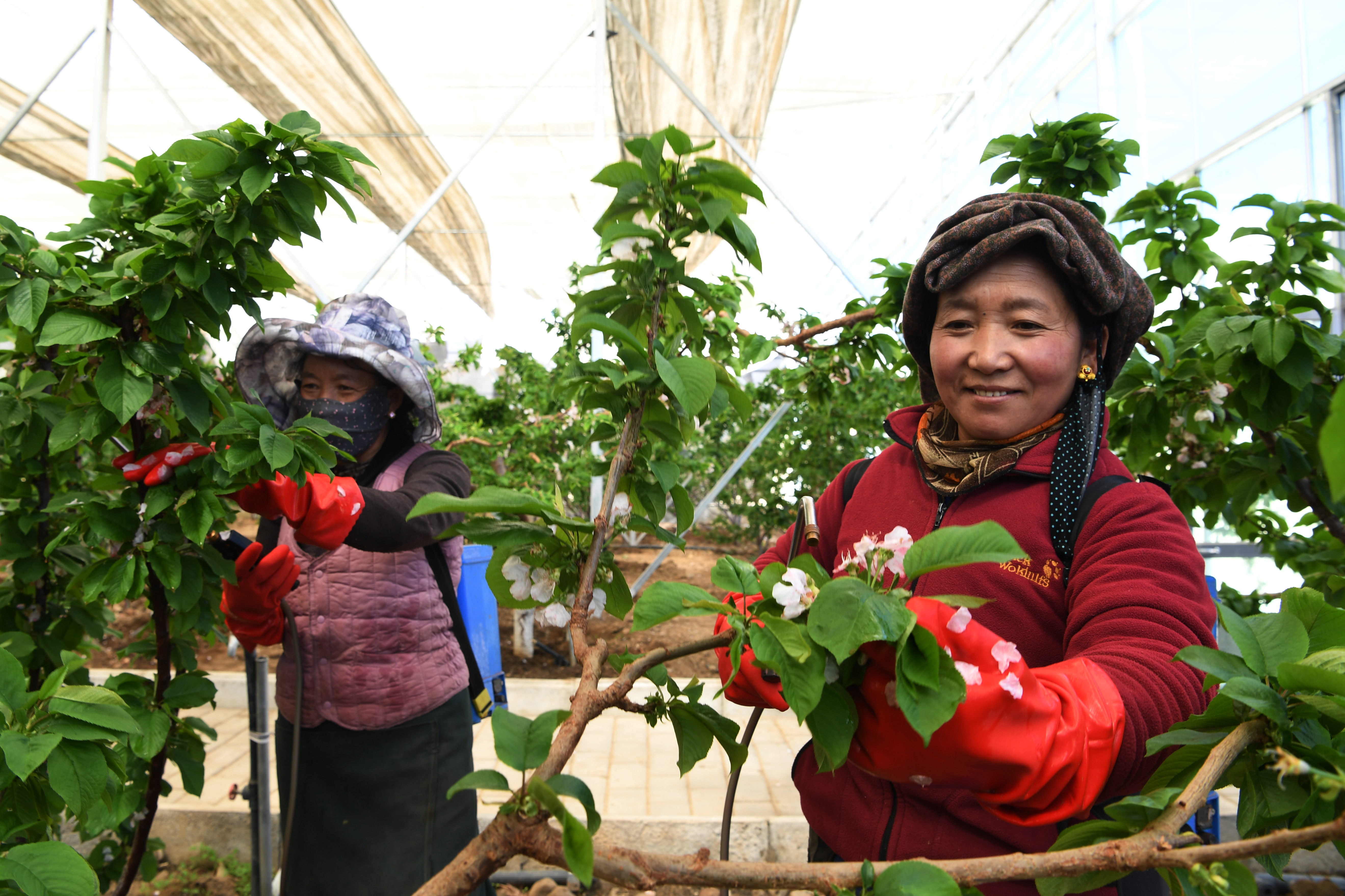 小櫻桃“點(diǎn)花”成金(13192391)-20250516090219.jpg