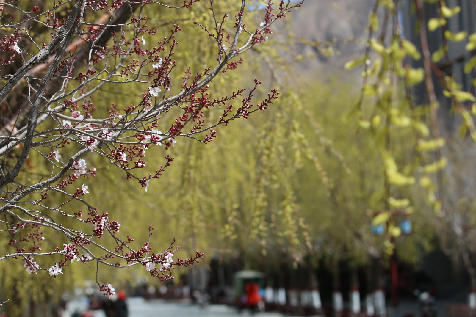 圖為：春意盎然的瓊結旅游步行街。.JPG